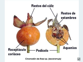 Cinorrodón de Rosa sp. (escaramujo)
 