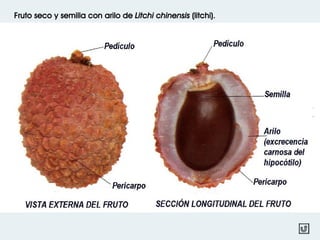 Fruto seco y semilla con arilo de Litchi chinensis (litchi).
 