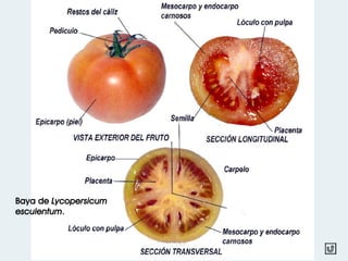Baya de Lycopersicum
esculentum.
 