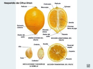 Hesperidio de Citrus limon
 