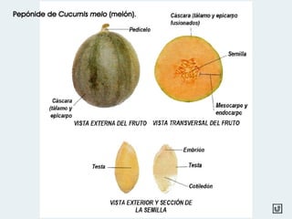 Pepónide de Cucumis melo (melón).
 