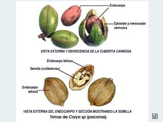 Trimas de Carya sp (pacanas).
 