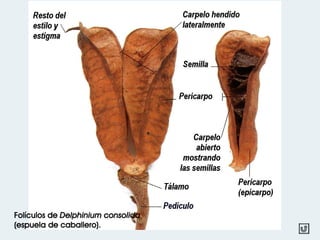 Folículos de Delphinium consolida
(espuela de caballero).
 