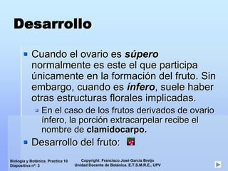 Copyright: Francisco José García Breijo
Unidad Docente de Botánica. E.T.S.M.R.E., UPV
Biología y Botánica. Practica 10
Diapositiva nº: 3
DesarrolloDesarrollo
Cuando el ovario esCuando el ovario es ssúúperopero
normalmente es este el que participanormalmente es este el que participa
úúnicamente en la formacinicamente en la formacióón del fruto. Sinn del fruto. Sin
embargo, cuando esembargo, cuando es íínferonfero, suele haber, suele haber
otras estructuras florales implicadas.otras estructuras florales implicadas.
En el caso de los frutos derivados de ovarioEn el caso de los frutos derivados de ovario
íínfero, la porcinfero, la porcióónn extracarpelarextracarpelar recibe elrecibe el
nombre denombre de clamidocarpoclamidocarpo..
Desarrollo del fruto:Desarrollo del fruto:
 