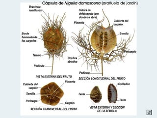Cápsula de Nigella damascena (arañuela de jardín)
 