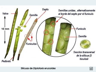 Silícuas de Diplotaxis erucoides
 