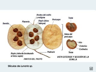 Silículas de Lunaria sp.
 