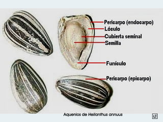 Aquenios de Helianthus annuus
 