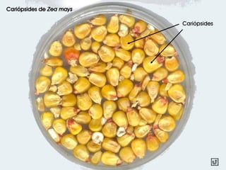 Cariópsides de Zea mays
Cariópsides
 