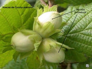 Nueces de Corylus avellana
Núculas
inmaduras
 
