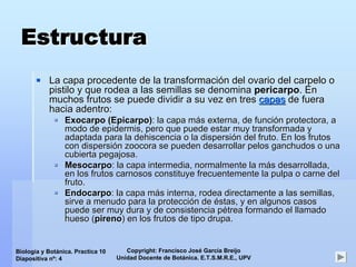 Copyright: Francisco José García Breijo
Unidad Docente de Botánica. E.T.S.M.R.E., UPV
Biología y Botánica. Practica 10
Diapositiva nº: 4
EstructuraEstructura
La capa procedente de la transformaciLa capa procedente de la transformacióón del ovario del carpelo on del ovario del carpelo o
pistilo y que rodea a las semillas se denominapistilo y que rodea a las semillas se denomina pericarpopericarpo. En. En
muchos frutos se puede dividir a su vez en tresmuchos frutos se puede dividir a su vez en tres capascapas de fuerade fuera
hacia adentro:hacia adentro:
ExocarpoExocarpo ((EpicarpoEpicarpo)): la capa m: la capa máás externa, de funcis externa, de funcióón protectora, an protectora, a
modo de epidermis, pero que puede estar muy transformada ymodo de epidermis, pero que puede estar muy transformada y
adaptada para la dehiscencia o la dispersiadaptada para la dehiscencia o la dispersióón del fruto. En los frutosn del fruto. En los frutos
con dispersicon dispersióónn zoocorazoocora se pueden desarrollar pelos ganchudos o unase pueden desarrollar pelos ganchudos o una
cubierta pegajosa.cubierta pegajosa.
MesocarpoMesocarpo: la capa intermedia, normalmente la m: la capa intermedia, normalmente la máás desarrollada,s desarrollada,
en los frutosen los frutos carnososcarnosos constituye frecuentemente la pulpa o carne delconstituye frecuentemente la pulpa o carne del
fruto.fruto.
EndocarpoEndocarpo: la capa m: la capa máás interna, rodea directamente a las semillas,s interna, rodea directamente a las semillas,
sirve a menudo para la proteccisirve a menudo para la proteccióón den de ééstas, y en algunos casosstas, y en algunos casos
puede ser muy dura y de consistencia ppuede ser muy dura y de consistencia péétrea formando el llamadotrea formando el llamado
hueso (hueso (pirenopireno) en los frutos de tipo) en los frutos de tipo drupadrupa..
 