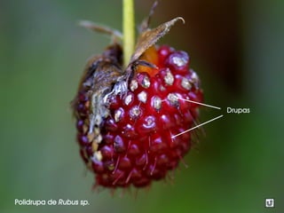 Polidrupa de Rubus sp.
Drupas
 
