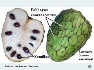 Polibaya de Annona cherimoya.
Drupas
 