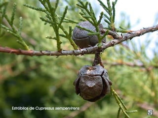 Estróbilos de Cupressus sempervirens
 