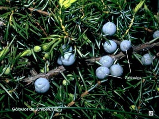 Gálbulos de Juniperus sp.
Gálbulos
 