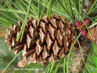 Cono de Pinus ponderosa
 