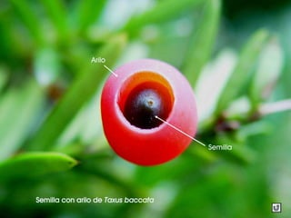 Semilla con arilo de Taxus baccata
Arilo
Semilla
 
