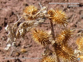 FrutoFruto zozoóócorocoro dede XanthiumXanthium strumariumstrumarium
Aquenio recubierto de brAquenio recubierto de bráácteascteas
ganchudasganchudas
 