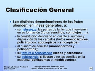 Copyright: Francisco José García Breijo
Unidad Docente de Botánica. E.T.S.M.R.E., UPV
Biología y Botánica. Practica 10
Diapositiva nº: 5
ClasificaciClasificacióón Generaln General
Las distintas denominaciones de los frutosLas distintas denominaciones de los frutos
atienden, en latienden, en lííneas generales, a:neas generales, a:
susu naturalezanaturaleza: las partes de la flor que intervienen: las partes de la flor que intervienen
en su formacien su formacióón (frutosn (frutos sencillos,sencillos, complejos,complejos, ……););
la constitucila constitucióón del ovario en cuanto al nn del ovario en cuanto al núúmero ymero y
disposicidisposicióón de los carpelos (frutosn de los carpelos (frutos monocmonocáárpicosrpicos,,
policpolicáárpicosrpicos:: apocapocáárpicosrpicos yy sincsincáárpicosrpicos););
al nal núúmero de semillas (mero de semillas (monospermosmonospermos yy
polispermospolispermos););
susu textura o consistenciatextura o consistencia ((secossecos yy carnososcarnosos););
susu dehiscenciadehiscencia: si liberan o no las semillas en la: si liberan o no las semillas en la
madurez (madurez (dehiscentesdehiscentes oo indehiscentesindehiscentes).).
 