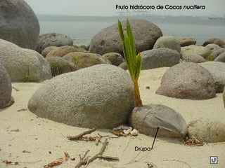 Fruto hidrócoro de Cocos nucifera
Drupa
 