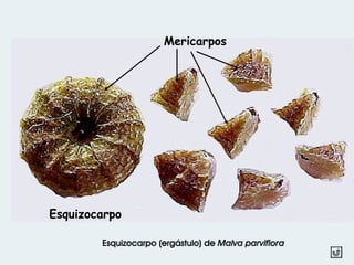 Esquizocarpo
Mericarpos
Esquizocarpo (ergástulo) de Malva parviflora
 