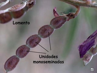 Unidades
monoseminadas
Lomento
 