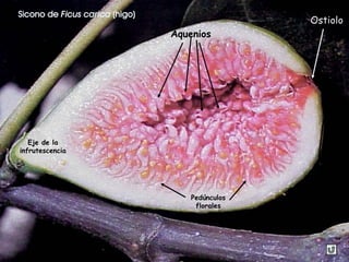 Sicono de Ficus carica (higo)
Ostiolo
Eje de la
infrutescencia
Pedúnculos
florales
Aquenios
 