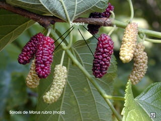 Sorosis de Morus rubra (mora)
Drupas
 