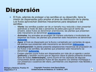 Copyright: Francisco José García Breijo
Unidad Docente de Botánica. E.T.S.M.R.E., UPV
Biología y Botánica. Practica 10
Diapositiva nº: 6
DispersiDispersióónn
El fruto, ademEl fruto, ademáás de proteger a las semillas en su desarrollo, tiene las de proteger a las semillas en su desarrollo, tiene la
misimisióón de dispersarlas para ampliar eln de dispersarlas para ampliar el áárea de distribucirea de distribucióón de la planta.n de la planta.
Los frutos aprovechan distintos mecanismos para desplazar a lasLos frutos aprovechan distintos mecanismos para desplazar a las
semillas:semillas:
VientoViento: las semillas pueden ser de un tama: las semillas pueden ser de un tamañño muy reducido o bien presentaro muy reducido o bien presentar
apapééndices a modo de alas o penachos de pelos para que el viento lasndices a modo de alas o penachos de pelos para que el viento las
arrastre, estos frutos se denominanarrastre, estos frutos se denominan anemanemóócoroscoros, las plantas que presentan, las plantas que presentan
este mecanismo se denominaneste mecanismo se denominan anemocorasanemocoras..
AnimalesAnimales: los animales se encargan de manera voluntaria o involuntaria d: los animales se encargan de manera voluntaria o involuntaria dee
dispersar los frutos, las plantas que presentan este mecanismo sdispersar los frutos, las plantas que presentan este mecanismo se denominane denominan
zoocoraszoocoras..
AguaAgua: el fruto es dispersado por la lluvia o arrastrado por corrient: el fruto es dispersado por la lluvia o arrastrado por corrientes de agua,es de agua,
las plantas que presentan este mecanismo se denominanlas plantas que presentan este mecanismo se denominan hidrocorashidrocoras..
AutodispersiAutodispersióónn: la planta presenta adaptaciones mec: la planta presenta adaptaciones mecáánicas de propulsinicas de propulsióón den de
los frutos o las semillas, las plantas que presentan este mecanilos frutos o las semillas, las plantas que presentan este mecanismo sesmo se
denominandenominan autocorasautocoras..
Existen plantas cuyos frutos son dispersados por mExisten plantas cuyos frutos son dispersados por máás de un agente o vectors de un agente o vector
((policorapolicora) y tambi) y tambiéén ocurre que en algunos casos la planta presenta diversosn ocurre que en algunos casos la planta presenta diversos
tipos de frutos (tipos de frutos (heterocarpiaheterocarpia), como ocurre en los cap), como ocurre en los capíítulos de algunastulos de algunas
compuestas donde aparecen frutos de tipocompuestas donde aparecen frutos de tipo aquenioaquenio con distinta morfologcon distinta morfologíía oa o
con presencia o ausencia delcon presencia o ausencia del vilanovilano, permitiendo una dispersi, permitiendo una dispersióón mn máás flexible ys flexible y
eficiente.eficiente.
 