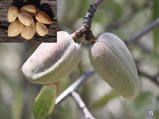 Clasificacion frutos