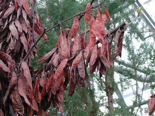 Clasificacion frutos