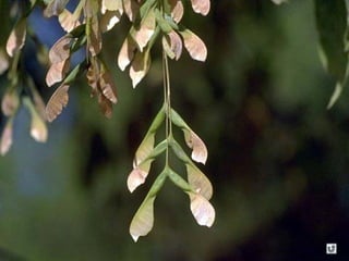 Clasificacion frutos