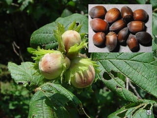 Clasificacion frutos