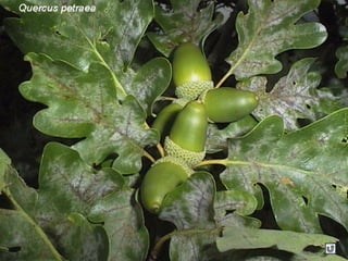 Clasificacion frutos