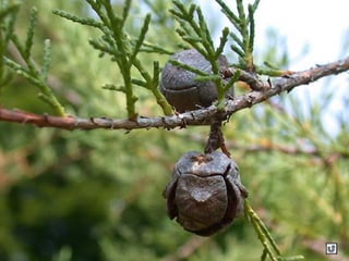 Clasificacion frutos