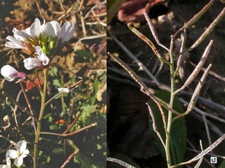 Clasificacion frutos