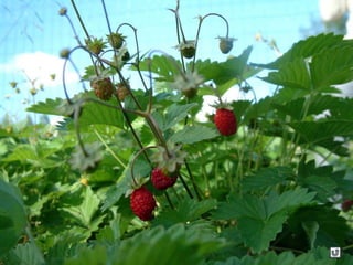 Clasificacion frutos