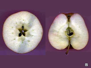 Clasificacion frutos