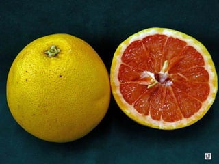 Clasificacion frutos