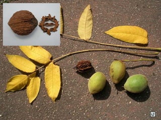 Clasificacion frutos