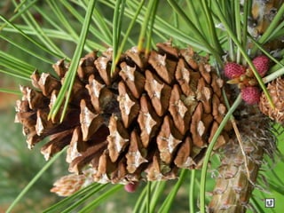 Clasificacion frutos