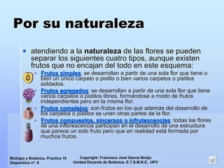 Copyright: Francisco José García Breijo
Unidad Docente de Botánica. E.T.S.M.R.E., UPV
Biología y Botánica. Practica 10
Diapositiva nº: 8
Por su naturalezaPor su naturaleza
atendiendo a laatendiendo a la naturalezanaturaleza de las flores se puedende las flores se pueden
separar los siguientes cuatro tipos, aunque existenseparar los siguientes cuatro tipos, aunque existen
frutos que no encajan del todo en este esquema:frutos que no encajan del todo en este esquema:
Frutos simplesFrutos simples: se desarrollan a partir de una sola flor que tiene o: se desarrollan a partir de una sola flor que tiene o
bien unbien un úúnico carpelo o pistilo o bien varios carpelos o pistilosnico carpelo o pistilo o bien varios carpelos o pistilos
soldados.soldados.
Frutos agregadosFrutos agregados: se desarrollan a partir de una sola flor que tiene: se desarrollan a partir de una sola flor que tiene
varios carpelos o pistilos libres, formvarios carpelos o pistilos libres, formáándose a modo de frutosndose a modo de frutos
independientes pero en la misma flor.independientes pero en la misma flor.
Frutos complejosFrutos complejos: son frutos en los que adem: son frutos en los que ademáás del desarrollo des del desarrollo de
los carpelos o pistilos se unen otras partes de la flor.los carpelos o pistilos se unen otras partes de la flor.
Frutos compuestos,Frutos compuestos, sincarpossincarpos o infrutescenciaso infrutescencias: todas las flores: todas las flores
de una inflorescencia participan en el desarrollo de una estructde una inflorescencia participan en el desarrollo de una estructuraura
que parece un solo fruto pero que en realidad estque parece un solo fruto pero que en realidad estáá formada porformada por
muchos frutos.muchos frutos.
 