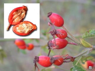 Clasificacion frutos