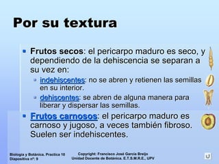 Copyright: Francisco José García Breijo
Unidad Docente de Botánica. E.T.S.M.R.E., UPV
Biología y Botánica. Practica 10
Diapositiva nº: 9
Por su texturaPor su textura
Frutos secosFrutos secos: el pericarpo maduro es seco, y: el pericarpo maduro es seco, y
dependiendo de ladependiendo de la dehiscenciadehiscencia se separan ase separan a
su vez en:su vez en:
indehiscentesindehiscentes: no se abren y retienen las semillas: no se abren y retienen las semillas
en su interior.en su interior.
dehiscentesdehiscentes: se abren de alguna manera para: se abren de alguna manera para
liberar y dispersar las semillas.liberar y dispersar las semillas.
Frutos carnososFrutos carnosos: el pericarpo maduro es: el pericarpo maduro es
carnoso y jugoso, a veces tambicarnoso y jugoso, a veces tambiéén fibroso.n fibroso.
Suelen ser indehiscentes.Suelen ser indehiscentes.
 