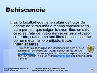 Copyright: Francisco José García Breijo
Unidad Docente de Botánica. E.T.S.M.R.E., UPV
Biología y Botánica. Practica 10
Diapositiva nº: 10
Dehiscencia
Es la facultad que tienen algunos frutos de
abrirse de forma más o menos especializada
para permitir que salgan las semillas, en este
caso se trata de frutos dehiscentes y el caso
contrario, cuando no son liberadas las semillas
por un mecanismo prefijado, frutos
indehiscentes.
Existen frutos secos que son indehiscentes pero que se
fragmentan en trozos. Así ocurre con los frutos de tipo
esquizocarpo que se fragmentan en mericarpos cada uno
con una semilla, o en los frutos lomentáceos de tipo legumbre
o silicua.
 