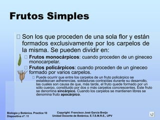Copyright: Francisco José García Breijo
Unidad Docente de Botánica. E.T.S.M.R.E., UPV
Biología y Botánica. Practica 10
Diapositiva nº: 11
Frutos Simples
Son los que proceden de una sola flor y están
formados exclusivamente por los carpelos de
la misma. Se pueden dividir en:
Frutos monocárpicos: cuando proceden de un gineceo
monocarpelar.
Frutos policárpicos: cuando proceden de un gineceo
formado por varios carpelos.
Puede ocurrir que entre los carpelos de un fruto policárpico se
establezcan adherencias, soldaduras contraídas durante su desarrollo,
las cuales son causa de que, más tarde, el fruto quede formado por un
sólo cuerpo, constituido por dos o más carpelos concrescentes. Este fruto
se denomina sincárpico. Cuando los carpelos se mantienen libres se
denomina fruto apocárpico.
 