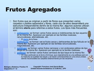 Copyright: Francisco José García Breijo
Unidad Docente de Botánica. E.T.S.M.R.E., UPV
Biología y Botánica. Practica 10
Diapositiva nº: 12
Frutos Agregados
Son frutos que se originan a partir de flores que presentan varios
carpelos o pistilos separados y libres, cada uno de ellos desarrollará una
estructura independiente dentro de la misma flor, algunos autores utilizan
el término eterio para referirse a estos frutos. Los tipos más frecuentes
son:
poliaquenio: se forman varios frutos secos e indehiscentes de tipo aquenio
en la misma flor. Aparecen por ejemplo en las familias rosáceas,
ranunculáceas, alismatáceas, etc.
El eterio de la fresa.
 polifolículo: se forman variios frutos secos y dehiscentes de tipo folículo en la
misma flor. Aparecen por ejemplo en las familias ranunculáceas,
magnoliáceas, etc.
polidrupa: se forman varios frutos carnosos y con endocarpo pétreo de tipo
drupa en la misma flor. Aparecen por ejemplo en la familia rosáceas.
polibaya: se forman varios frutos carnosos de tipo baya en la misma flor.
Un caso particular es el de la chirimoya, que originalmente es una polibaya pero en
la madurez se sueldan las bayas y se hacen concrescentes en una única unidad,
siendo reconocibles los carpelos exteriormente por las escamas.
 