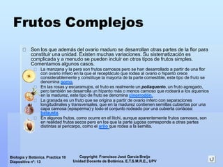 Copyright: Francisco José García Breijo
Unidad Docente de Botánica. E.T.S.M.R.E., UPV
Biología y Botánica. Practica 10
Diapositiva nº: 13
Frutos Complejos
Son los que además del ovario maduro se desarrollan otras partes de la flor para
constituir una unidad. Existen muchas variaciones. Su sistematización es
complicada y a menudo se pueden incluir en otros tipos de frutos simples.
Comentamos algunos casos.
La manzana y la pera son frutos carnosos pero se han desarrollado a partir de una flor
con ovario ínfero en la que el receptáculo que rodea al ovario o hipanto crece
considerablemente y constituye la mayoría de la parte comestible, este tipo de fruto se
denomina pomo.
En las rosas y escaramujos, el fruto es realmente un poliaquenio, un fruto agregado,
pero también se desarrolla un hipanto más o menos carnoso que rodeará a los aquenios
en la madurez, este tipo de fruto se denomina cinorrodón.
La granada es un fruto que se origina a partir de ovario ínfero con separaciones
longitudinales y transversales, que en la madurez contienen semillas cubiertas por una
capa carnosa (episperma) y todo el conjunto rodeado por una cubierta coriácea:
balausta.
En algunos frutos, como ocurre en el litchi, aunque aparentemente frutos carnosos, son
en realidad frutos secos pero en los que la parte jugosa corresponde a otras partes
distintas al pericarpo, como el arilo que rodea a la semilla.
 