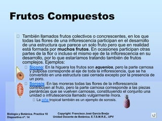 Copyright: Francisco José García Breijo
Unidad Docente de Botánica. E.T.S.M.R.E., UPV
Biología y Botánica. Practica 10
Diapositiva nº: 14
Frutos Compuestos
También llamados frutos colectivos o concrescentes, en los que
todas las flores de una inflorescencia participan en el desarrollo
de una estructura que parece un solo fruto pero que en realidad
está formada por muchos frutos. En ocasiones participan otras
partes de la flor o incluso el mismo eje de la inflorescencia en su
desarrollo, por lo que estaríamos tratando también de frutos
complejos. Ejemplos:
Sicono: En la higuera los frutos son aquenios, pero la parte carnosa
y pulposa corresponde al eje de toda la inflorescencia, que se ha
convertido en una estructura casi cerrada excepto por la presencia de
un poro.
Sorosis: En las moreras todas las flores de la inflorescencia
contribuyen al fruto, pero la parte carnosa corresponde a las piezas
periánticas que se vuelven carnosas, constituyendo el conjunto una
unidad o infrutescencia llamado vulgarmente mora.
La piña tropical también es un ejemplo de sorosis.
 