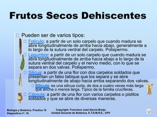 Copyright: Francisco José García Breijo
Unidad Docente de Botánica. E.T.S.M.R.E., UPV
Biología y Botánica. Practica 10
Diapositiva nº: 16
Frutos Secos Dehiscentes
Pueden ser de varios tipos:
Folículo: a partir de un solo carpelo que cuando madura se
abre longitudinalmente de arriba hacia abajo, generalmente a
lo largo de la sutura ventral del carpelo. Polispermo.
Legumbre: a partir de un solo carpelo que cuando madura se
abre longitudinalmente de arriba hacia abajo a lo largo de la
sutura ventral del carpelo y el nervio medio, con lo que se
separa en dos valvas. Polispermo.
Silicua: a partir de una flor con dos carpelos soldados que
presentan un falso tabique que los separa y se abre
longitudinalmente de abajo hacia arriba separando dos valvas.
Silícula: es una silicua corta, de dos a cuatro veces más larga
que ancha o menos larga. Típico de la familia crucíferas.
Cápsula: a partir de una flor con varios carpelos o pistilos
soldados y que se abre de diversas maneras.
 